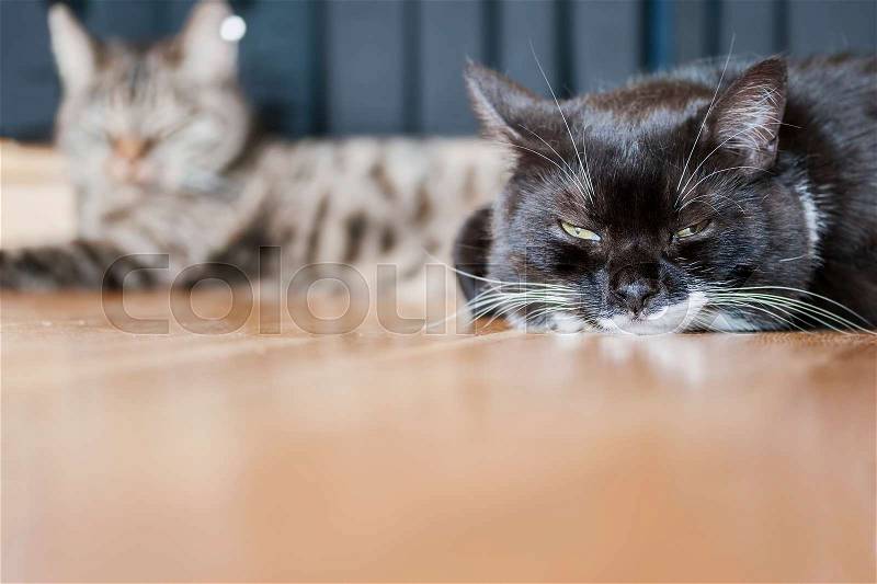 Image of black and white grumpy cat with tabby friend in background. , stock photo