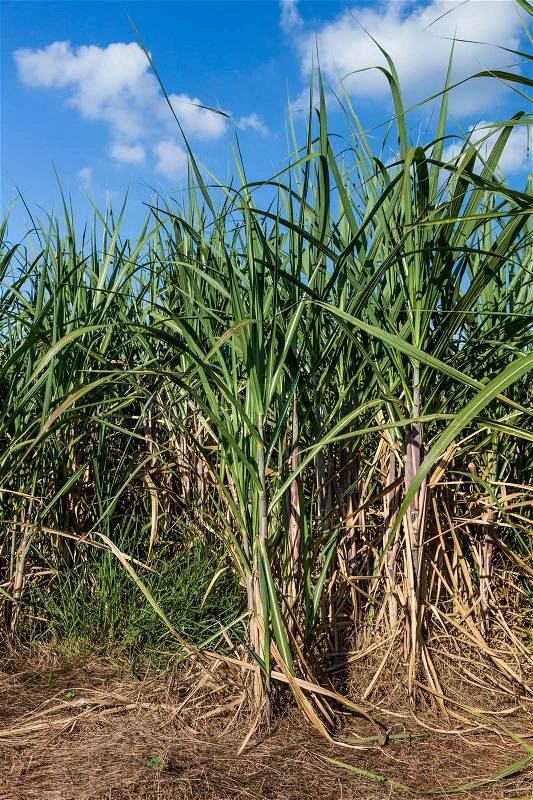 Brazilian Sugar cane fields under a blue sky, stock photo