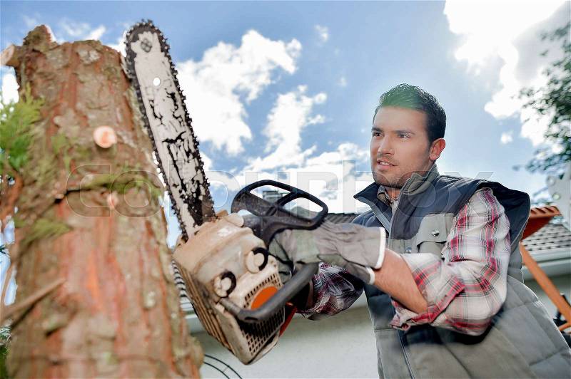 Using chainsaw to cut tree down, stock photo