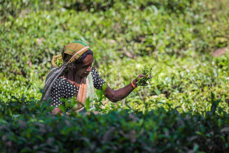 NUWARA ELIYA, SRI LANKA - DECEMBER 02: Female tea picker in tea plantation in Nuwara Eliya, December 02, 2016. Directly and indirectly, over one million Sri Lankans are employed in the tea industry.\\ , stock photo