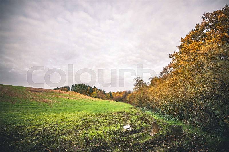 Muddy field with a puddle in the fall in a rural environment with colorful trees in golden autumn colors, stock photo