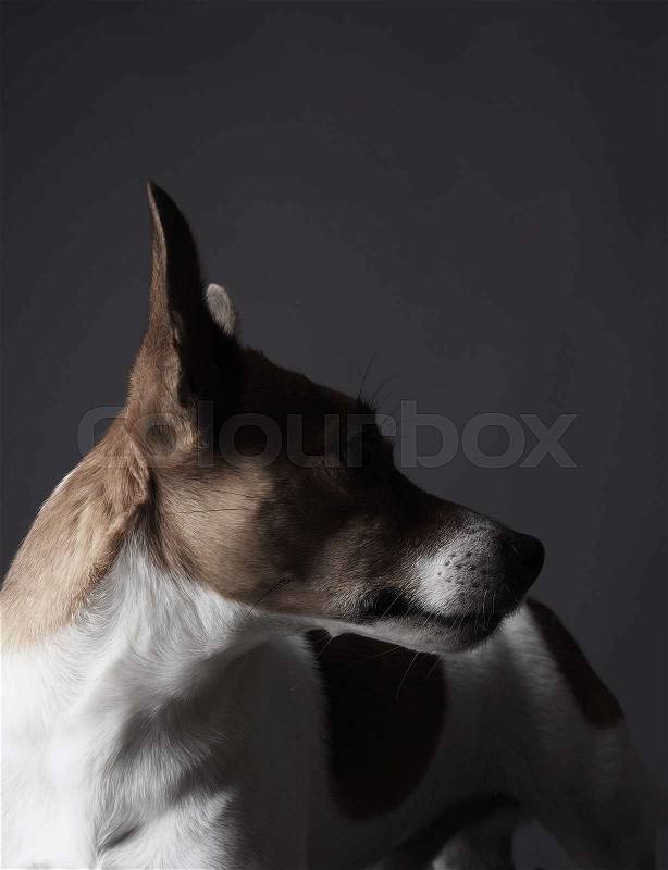 Studio shot of a cute Jack Russell Terrier, stock photo