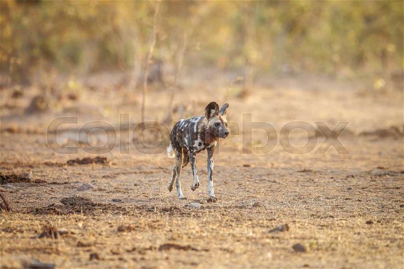 African wild dog running in the grass in the Kruger National Park, South Africa, stock photo