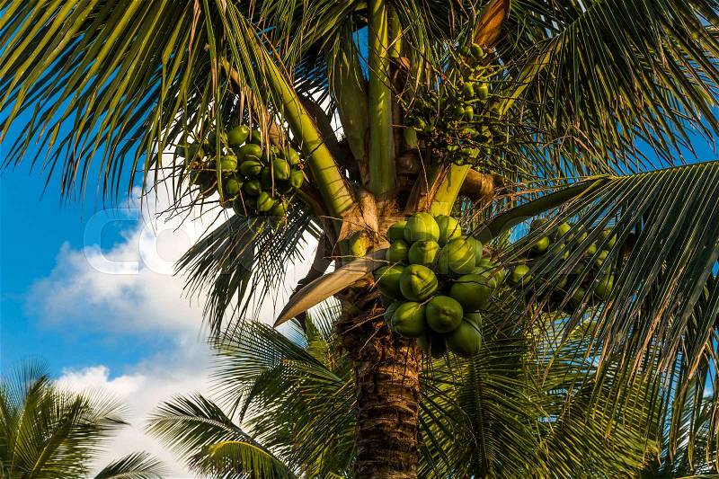 Coconut palm tree on the beach and a cloudy blue sky, stock photo