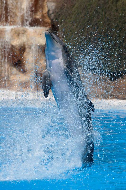 Funny dolphin jumping during a show at a zoo, stock photo