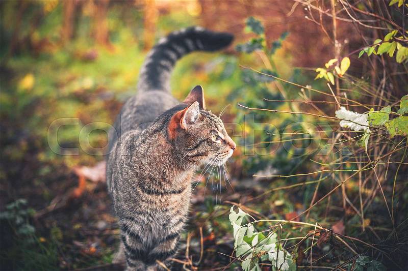Cat walking in a garden in the morning sun looking to the right, stock photo