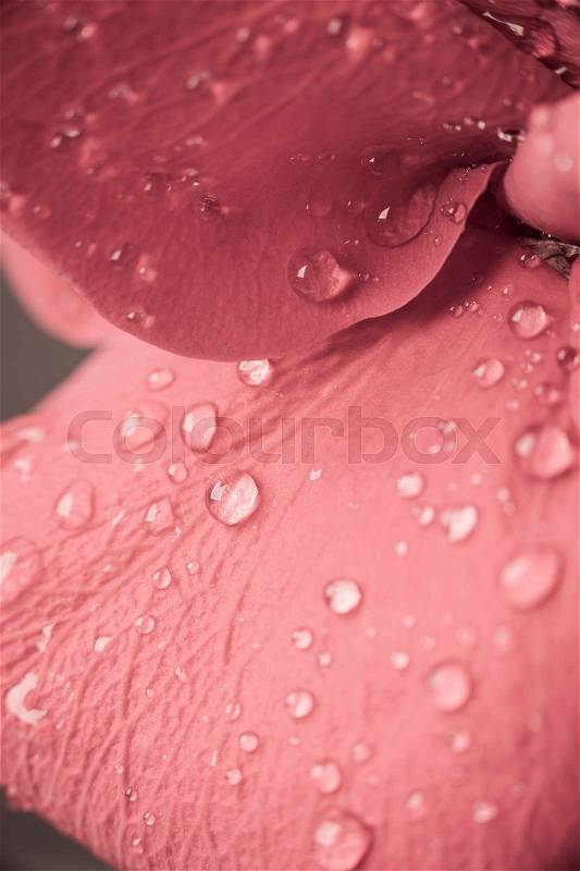 Close up of water drops on a rose petal, stock photo