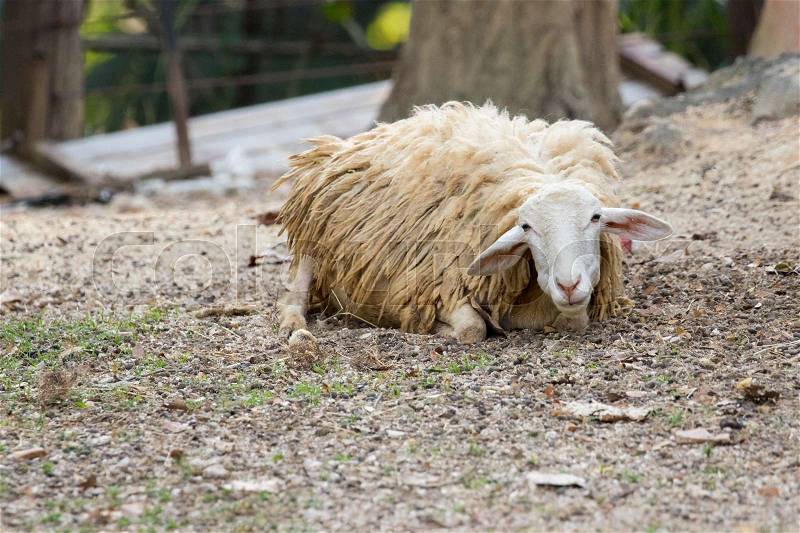 Image of a brown sheep relax on nature background.. Farm Animals, stock photo