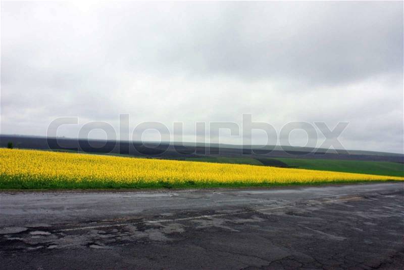 Road and a field with yellow flowers, stock photo