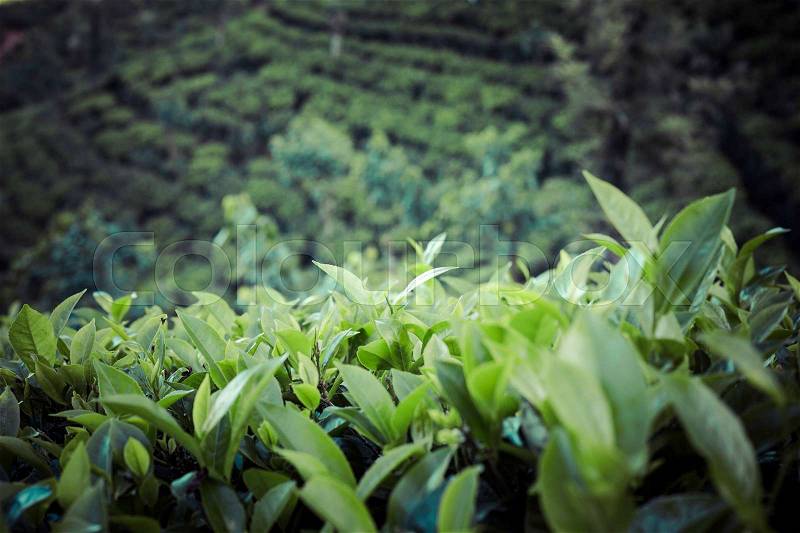 Tea plantation in sunset time. Nature background\\ , stock photo