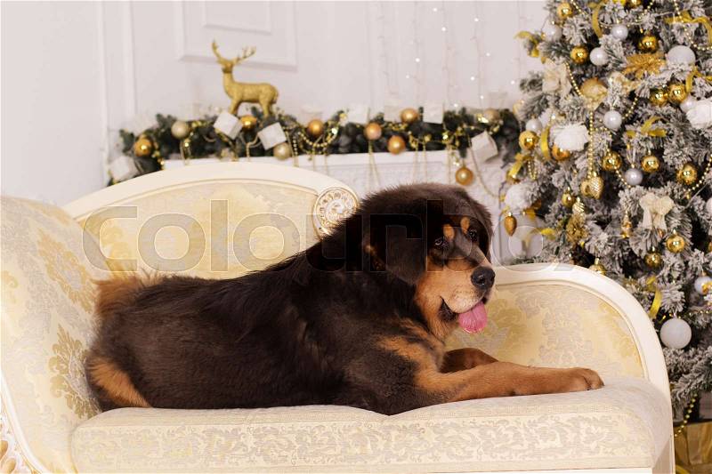 Puppy of big brown tibetan mastiff is lying at home near christmas tree, stock photo