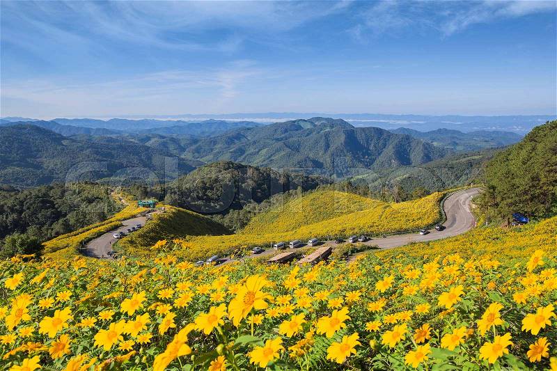 The road to the field of yellow Mexican Sunflower Weed on the mountain,Mae Hong Son Province,Thailand. pang ung, pinging, Chiang Mai, pai, flower, stock photo
