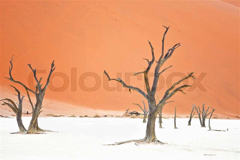 Dry trees against red dunes in Deadvlei, Sossusvlei. Namib-Naukluft National Park, Namibia, Africa, stock photo