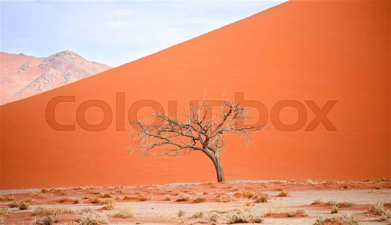 Desert landscape, stock photo