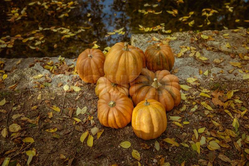 Pumpkin in the autumn park, stock photo