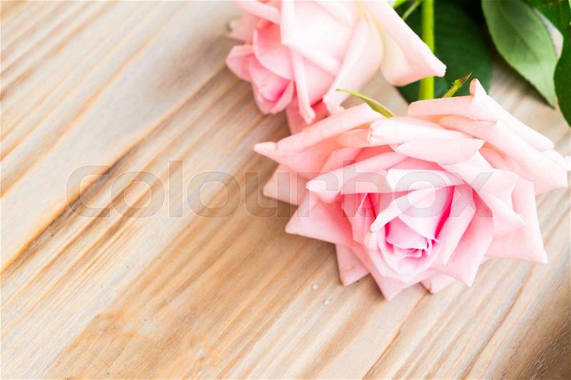 Two pink fresh blooming roses on wood with copy space, stock photo