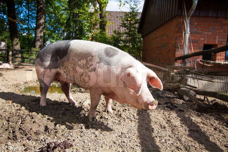 Domestic pig. Big pig. pig on a farm, stock photo