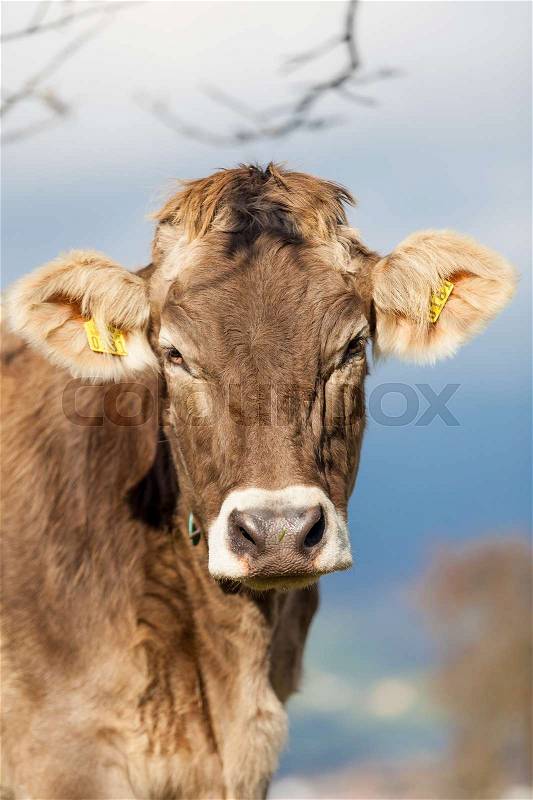 Portrait cow. Cow Farm. Close Up Of Cows Head Grazing At Field, stock photo
