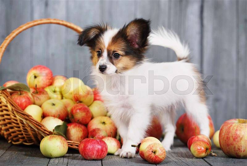 Puppy breed Papillon near the basket with apples, stock photo