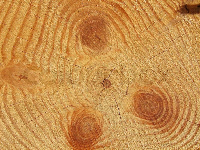 Natural light wooden texture with year circles, stock photo