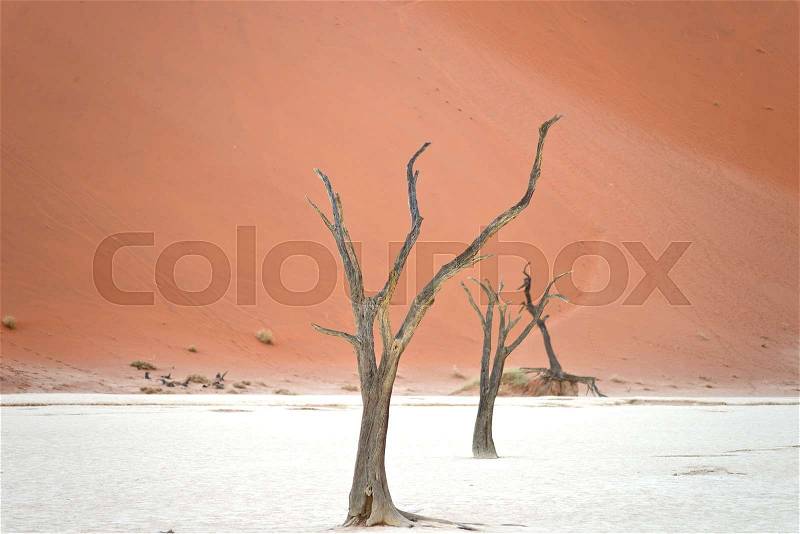 Dry trees against red dunes in Deadvlei, Sossusvlei. Namib-Naukluft National Park, Namibia, Africa, stock photo