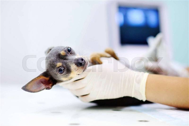 Dog having ultrasound scan in vet office. Little dog terrier in veterinary clinic, stock photo
