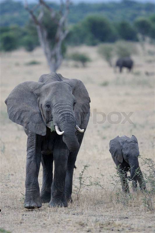 African Elephant, stock photo