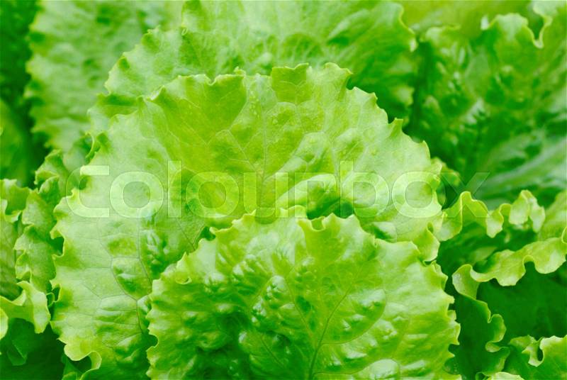 Fresh salad lettuce background, stock photo