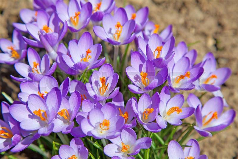 Last word phrase - Page 69 2336296-first-spring-flowers-violet-crocuses-growing-after-melting-the-snow