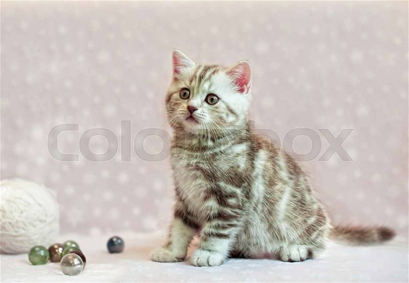 British kitten on the pink sofa, stock photo