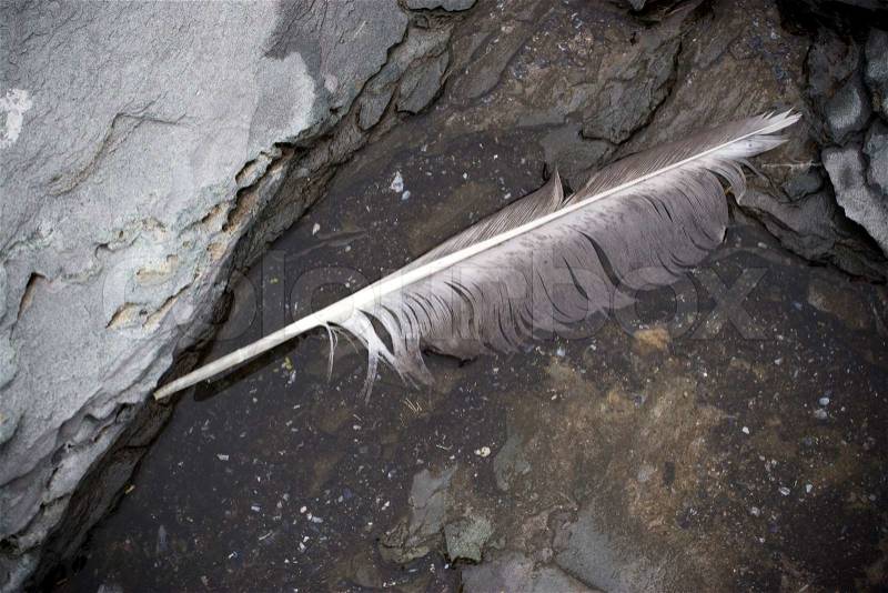 A single seagull feather sitting in a shallow puddle of water on the rocksThis makes a great beach background, stock photo