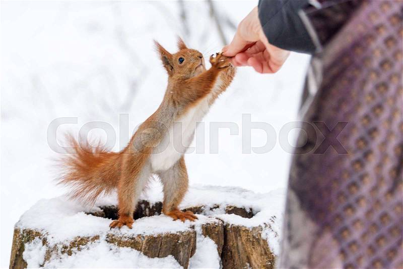 Squirrel taking hazelnut from human hand. Close up photo in winter time on snow background, stock photo