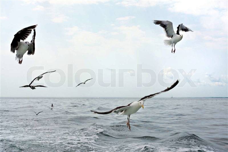 A group of scavenging seagulls flying over the ocean waters of the Long Island Sound, stock photo