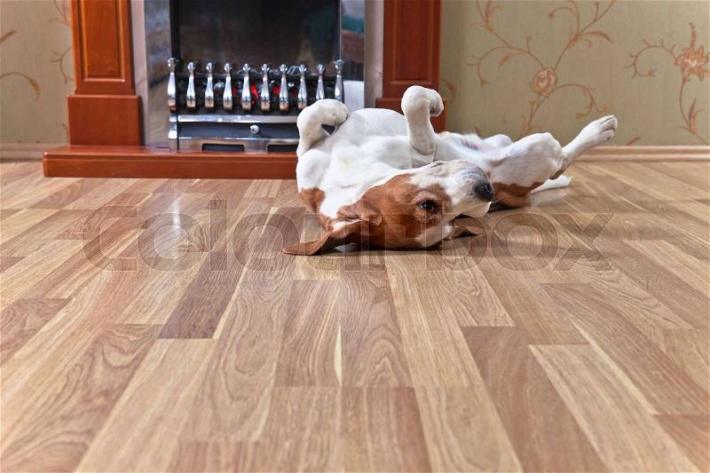 Resting dog on wooden floor near to a fireplace, stock photo