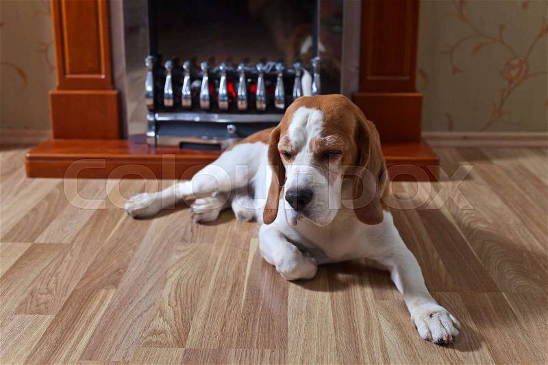 Resting dog on wooden floor near to a fireplace, stock photo
