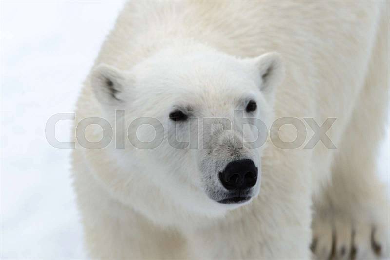 Polar bear on the pack ice north of Spitsbergen, stock photo
