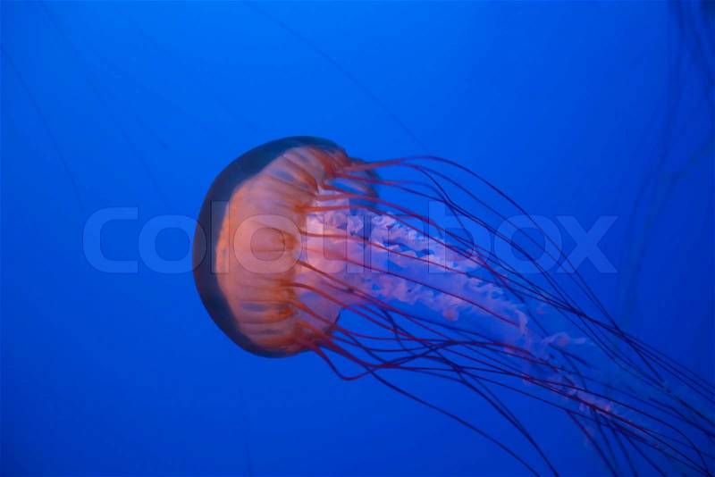 Sea nettle jellyfish in the deep blue water, stock photo