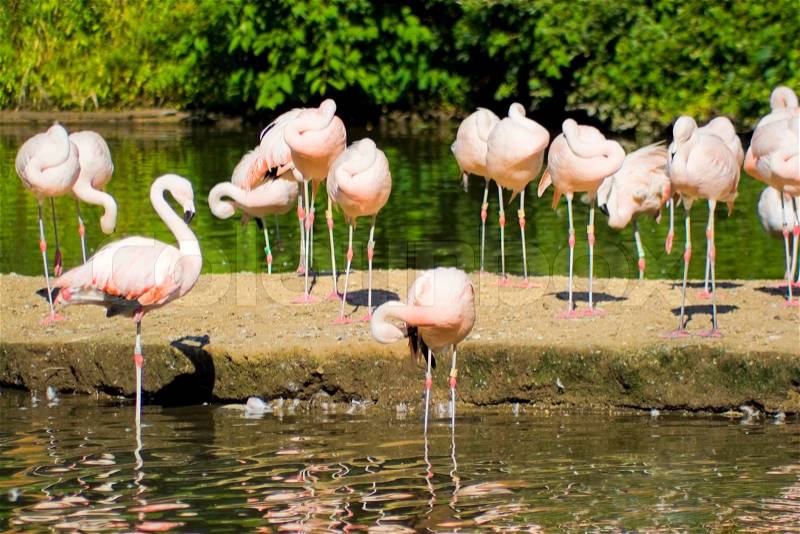 A group of pink flamingo birds in the water, stock photo