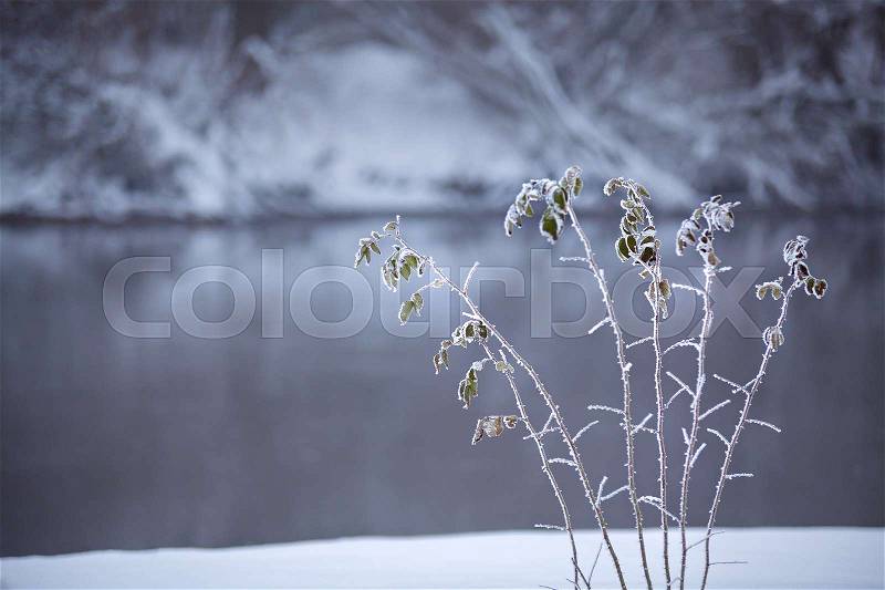 Frozen grass close up on a riverbank. Winter misty cloudy snowy weather. Grass under snow and frost, stock photo