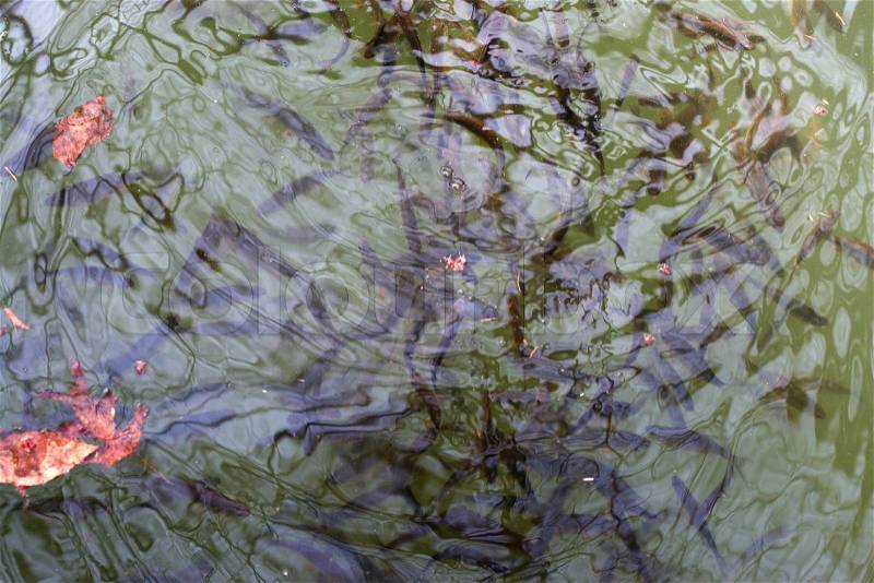 A community of fish swimming under the surface of the water, stock photo