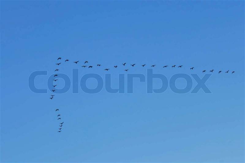 Group of big water birds flying in the clean blue sky, stock photo