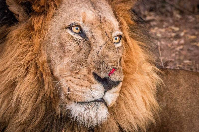 Side profile of a male Lion in the Kruger National Park, South Africa, stock photo