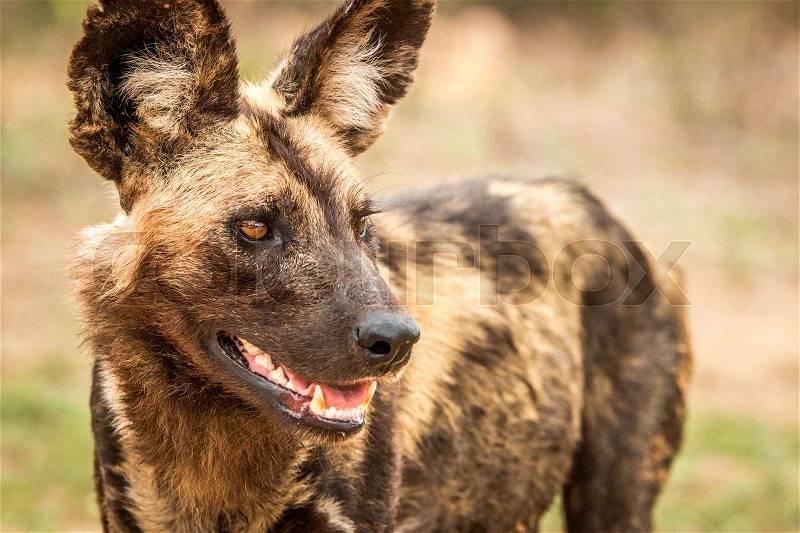 Side profile of an African wild dog in the Kruger National Park, South Africa.rican wild dog in the Kruger National Park, South Africa, stock photo