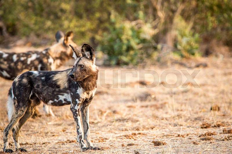 Side profile of an African wild dog in the Kruger National Park, South Africa, stock photo