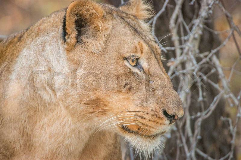 Side profile of a Lioness in the Kruger National Park, South Africa, stock photo