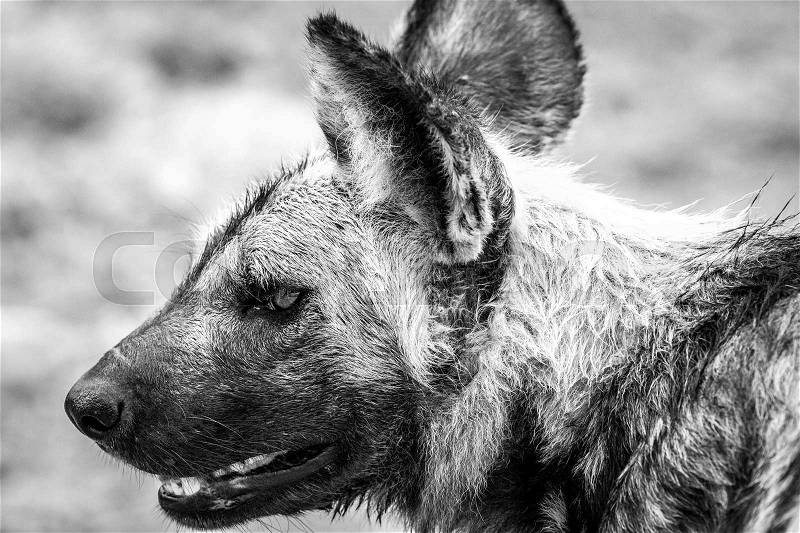 Side profile in black and white of an African wild dog in the Kruger National Park, South Africa, stock photo