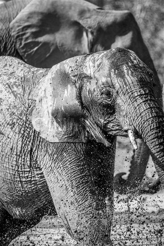 Elephant taking a bath in black and white in the Kruger National Park, South Africa, stock photo