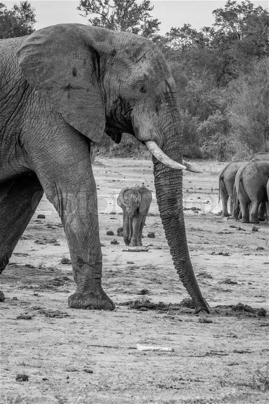 Baby Elephant walking towards the camera in the black and white in the Kruger National Park, South Africa, stock photo