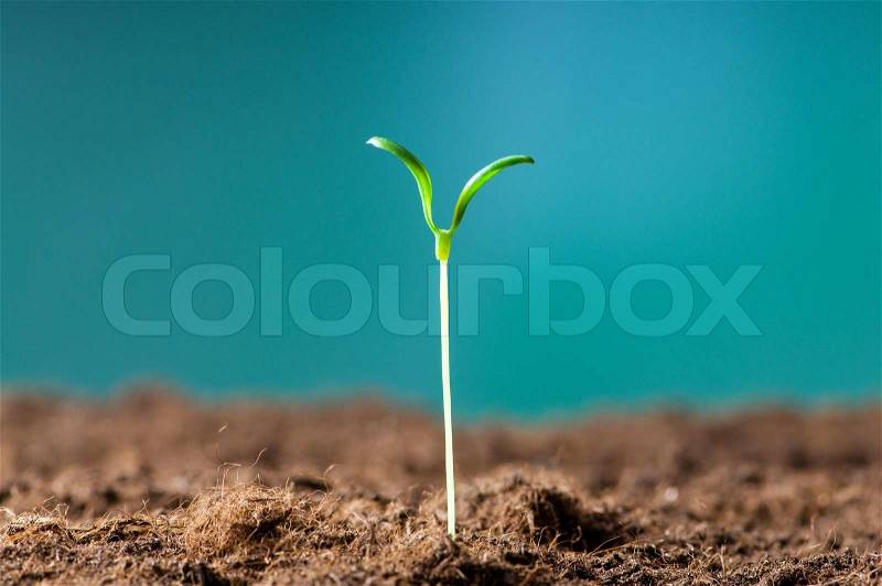 Green seedling illustrating concept of new life, stock photo