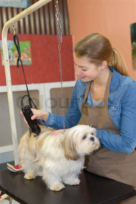 Beautiful blonde dog groomer at work, stock photo
